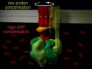 ATP Synthase