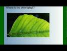 Photosynthesis Part 1: An Overview